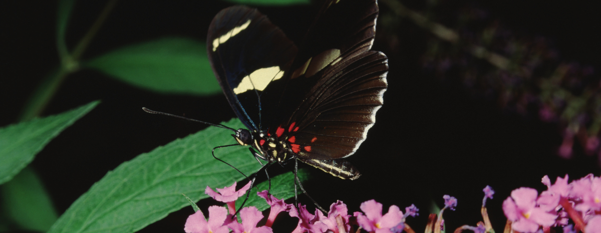 The Night Shift: A Twilight Pollinator Experience